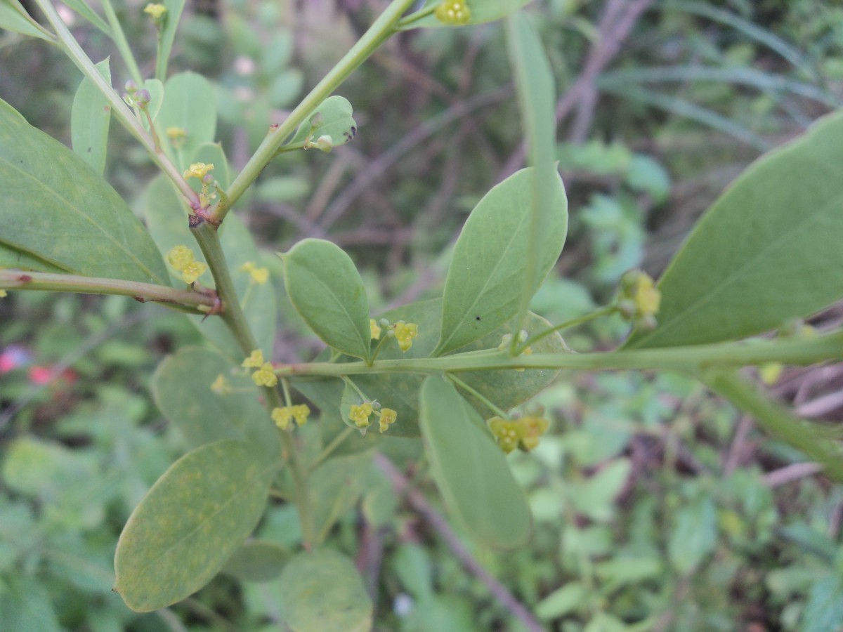 Osyris lanceolata Hochst. & Steud.